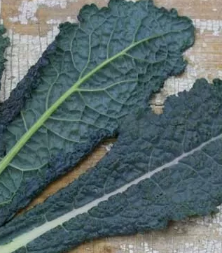 couve-cavolo-nero.png